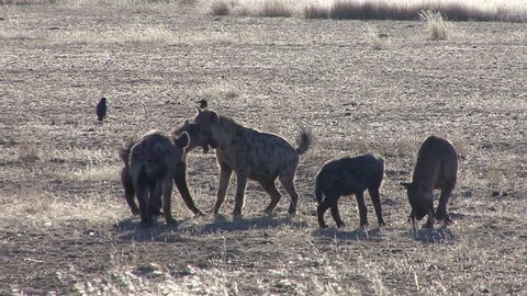 Spotted Hyena Adult Immature Several Playing Play Fighting Dry Season Pulling Tug-of-war Bone Leg Food in South Africa