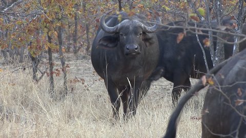 Cape Buffalo Adult Herd Several Standing Looking At Camera Dry Season in South Africa