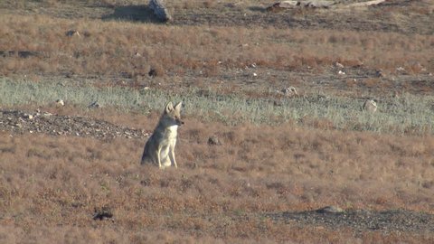 Coyote Adult Lone Calling Howling Barking Singing in Fall in South Dakota