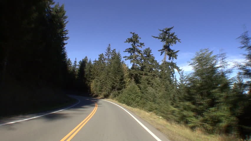 Forest Trees in Fall in Washington