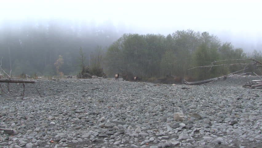 Elk Bull Male Immature Pair Standing in Fall in Washington