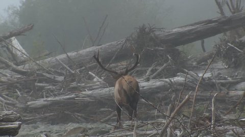 Elk Bull Male Adult Lone Standing Looking At Camera in Fall Dead Trees Fallen Trees Logjam Logs in Washington