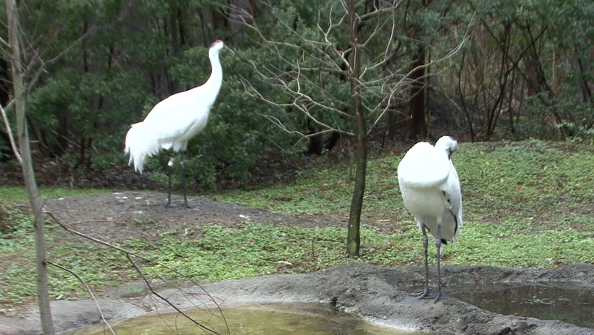 Whooping Crane Male Female Adult Pair Grooming Cleaning Preening