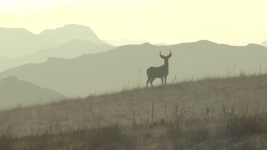 Mule Deer Buck Male Adult Pair Bucks Alarmed Nervous Wary in Fall Skyline Rideline Silhouette in South Dakota