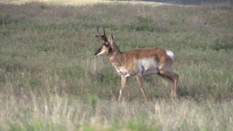 Roe Deer Capreolus Capreolus Doe Feeding Stock Footage Video (100% ...