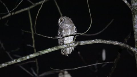 Moluccan Scops Owl (Otus magicus) in Halmahera Island, Indonesia
