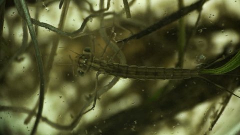 larva of a dragonfly,flying adder under a microscope caught and ate a microorganism