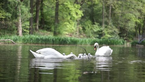 A family of swans with cygnets dabbling on a lake