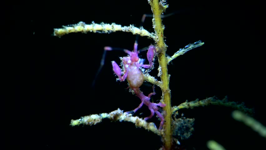 underwater snoot shrimp 