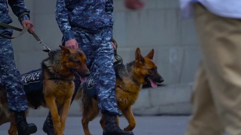 Walking policemen with their police dog. slow motion 250fps. Yerevan, Armenia