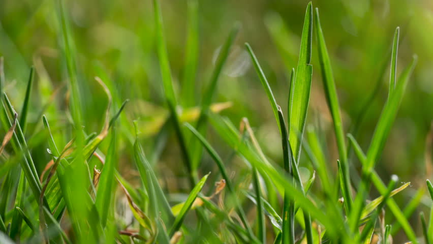 Bermuda Grass Stock Video Footage - 4K and HD Video Clips | Shutterstock