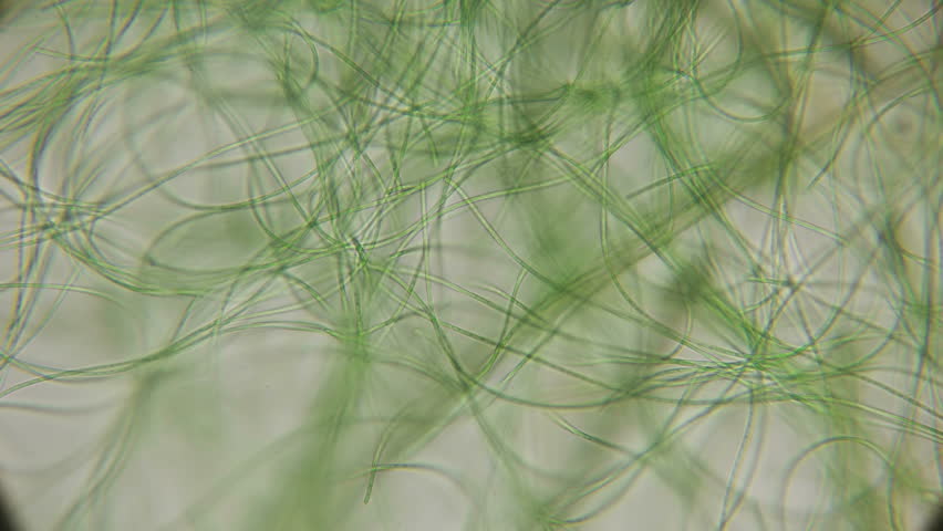 Movement Of Live Algae Under Stock Footage Video (100% Royalty-free 