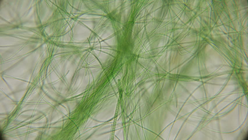 Movement Live Algae Under Microscope Similar Stock Footage Video (100% ...