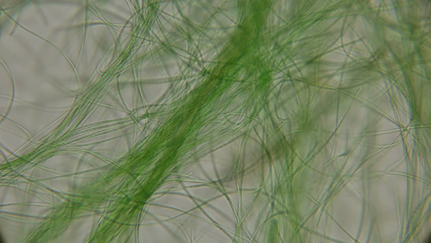 Movement of Live Algae Under Stock Footage Video (100% Royalty-free ...