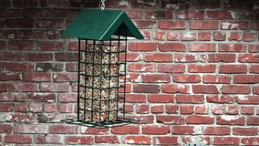4K HD Video of one male sparrow bird eating from a bird feeder, brick wall background. Sparrows are a family of small passerine birds. They are also known as true sparrows