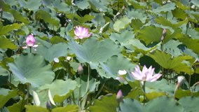4k Video of beautiful lotus in the lake. Blooming lotus flower in the summer. Gently pink flower, the flower wavering wind. Large white lilies on a tropical lagoon.