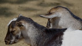 Close-up video of two relaxing cute goats.