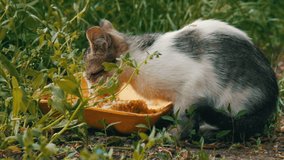 Little Hungry Kitten Eats in Green Grass