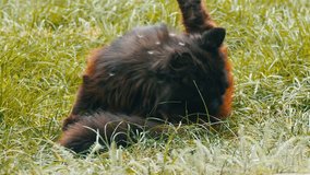 A homeless black cat sitting in green grass and licks himself on the street