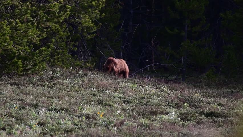 A Brown Bear Foraging for Food on the Edge of the Forest in Wyoming