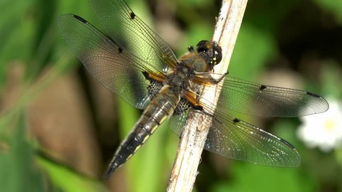 Dragonfly Broad-bodied Chaser or Broad-bodied Darter (Libellula depressa) female sits on a dry stalk, close-up