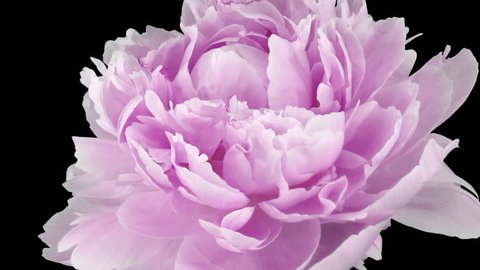 Time-lapse of opening and dying pink Peony flower in RGB + ALPHA matte format isolated on black background