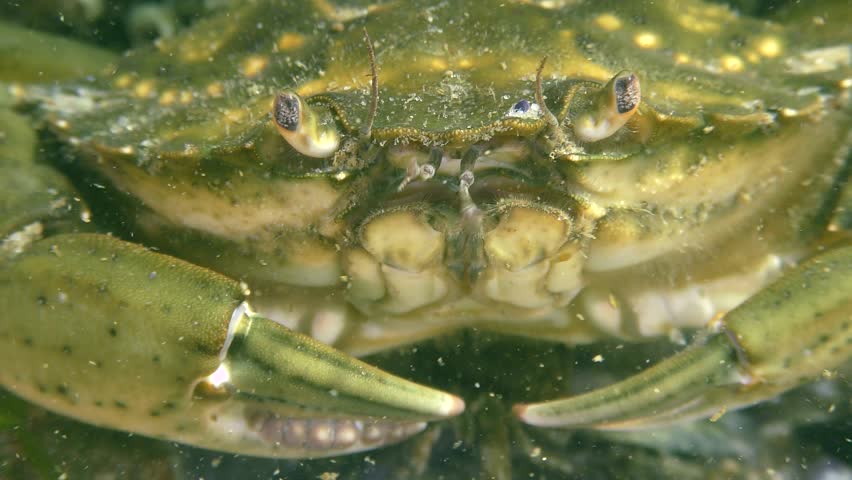 Green crab or Shore crab (Carcinus maenas), extreme close-up.
