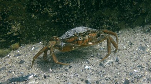 Green crab or Shore crab (Carcinus maenas) runs along a sandy bottom along a stone wall.