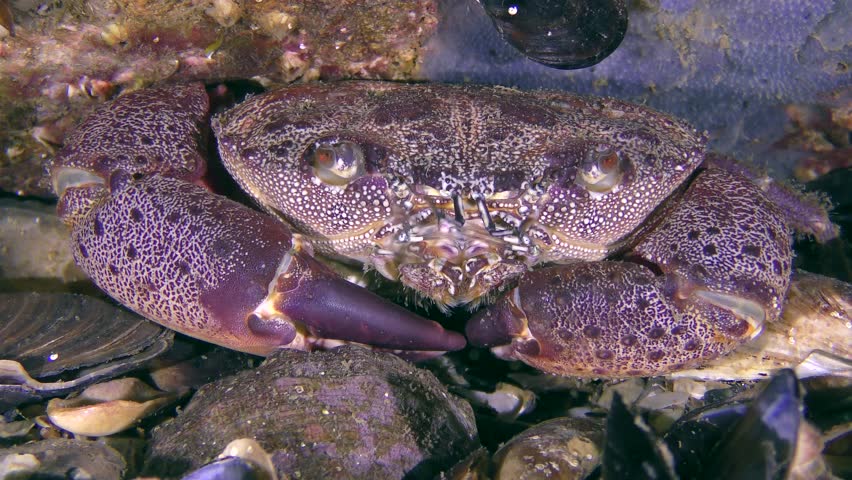Warty crab or Yellow shore crab (Eriphia verrucosa) on the seabed, close-up.