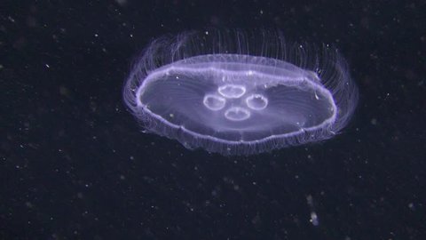 Common jellyfish (Aurelia aurita) on the greenish background of the water column, vertical movement.