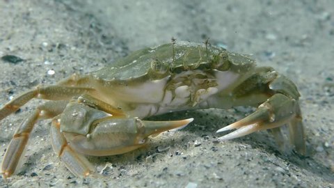 Flying swimming crab (Liocarcinus holsatus) stirs claws on a sandy bottom, close-up.