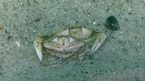Reproduction Flying swimming crab (Liocarcinus holsatus): a pair of crabs burrow into sandy ground, medium shot.