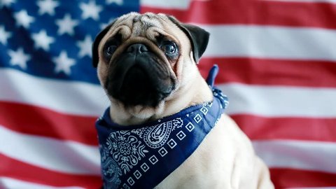 The young pug with american flag. Dog wear bandana on his neck.