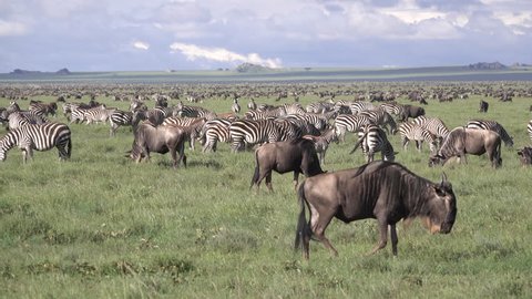 Zebra, great Migration of Zebras. The Zebras working the same route like the Wildebeest every year in the Serengeti and Masai Mara, Tanzania, Africa