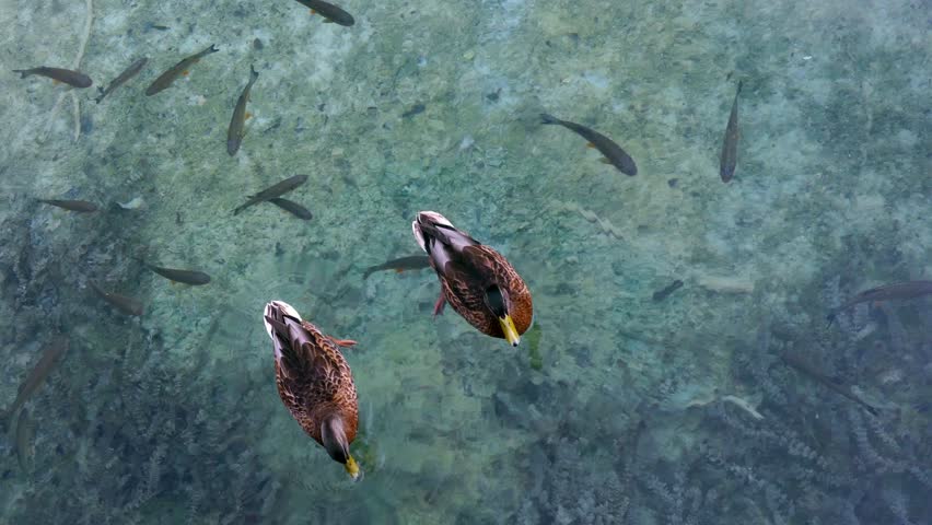 Two ducks swimming in crystal clear waters of Plitvice Lakes National Park over fishes