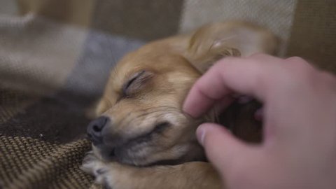 adorable funny dog chihuaha sleeps on plaid, a person's hand strokes a sleepy pet