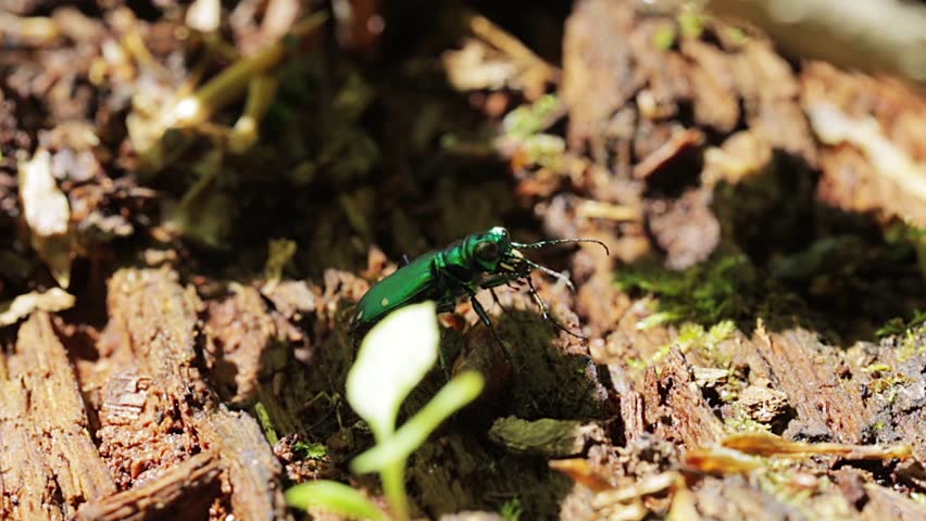 Macro view of an interesting six spotted tiger beetle. Tiny green metallic insect.