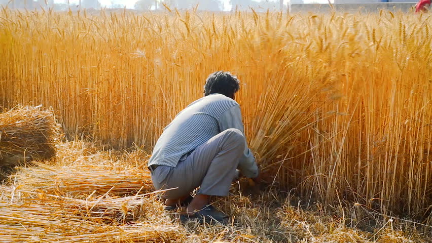 Indian Man Cutting Wheat with Stock Footage Video (100% Royalty-free