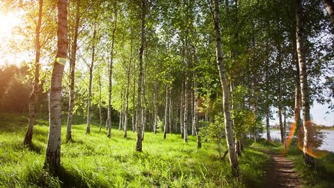 White birch trees in the forest in summer. Birch tree forest in morning light with sunlight.