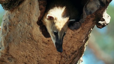 South American coati, or ring-tailed coati (Nasua nasua) looking out of a tree hole
