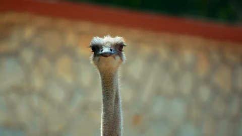 Close-up video of an Ostrich