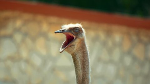 Close-up footage of a yawning Ostrich