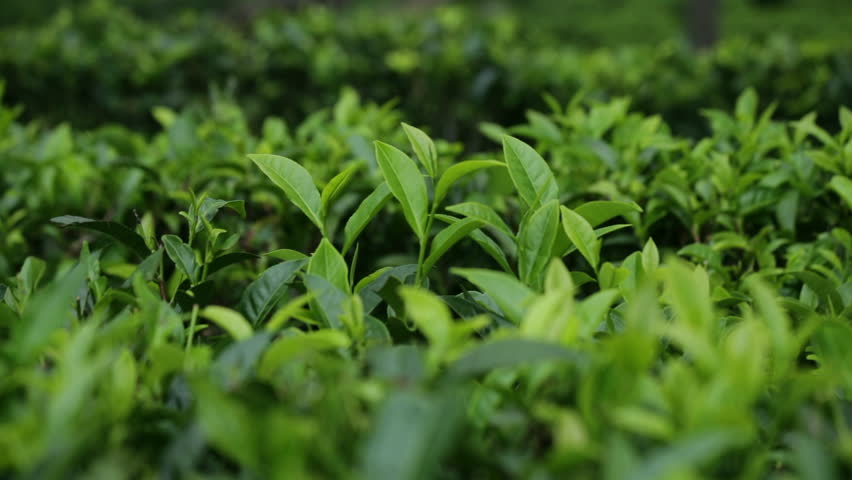 tea plants close-up green fresh leaves Stock Footage Video (100% ...