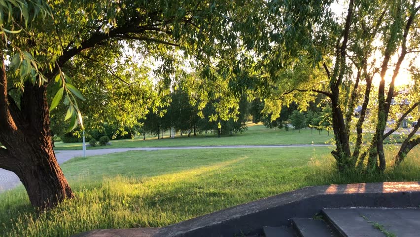 Poplar fluff flying in the air in the park. Backlight. Minsk, Belarus