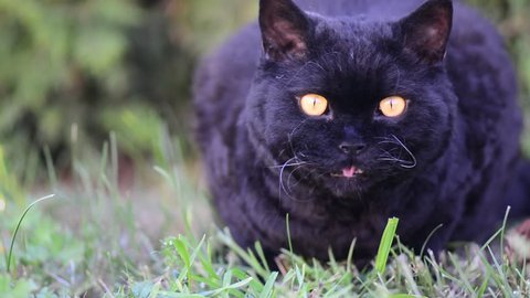 Black cat with yellow eyes outdoor. Black cat lies outside on the grass. Selkirk rex cat eating grass in the garden