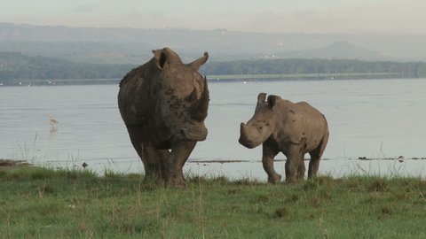 
A white rhino with a baby standing on the shores of lake nakuru.
