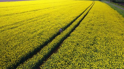 Aerial shot of Young hipster man walking through a British field of yellow rapeseed flowers. Farmer trekking through crops in England UK 
