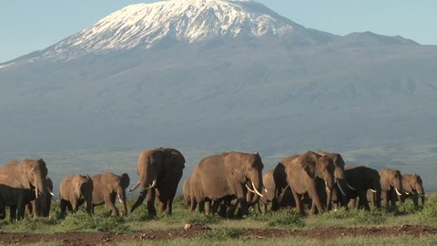 A large herd of elephants coming down from mount kilimanjaro to the swamps of amboseli.
