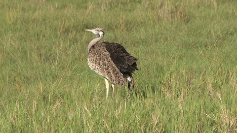 
white bellied bustard preening himself in the grassy plains.

