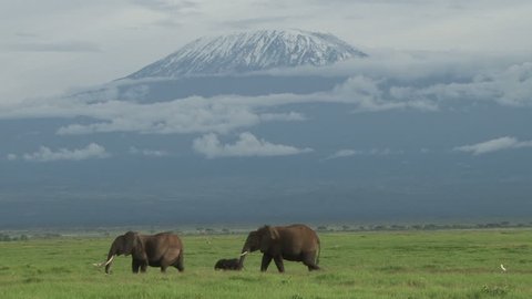 
Two elephants with a baby walks across the camera with mount kilimanjaro in the background.
